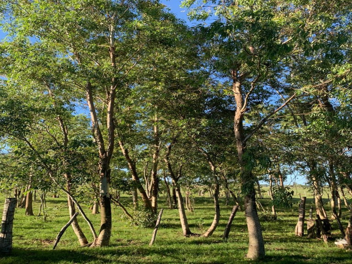 Tacuarembó, 0 , 0 ,0,Chacra,En venta,0,1973