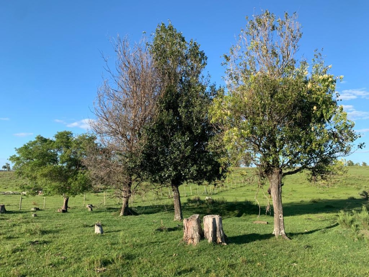 Tacuarembó, 0 , 0 ,0,Chacra,En venta,0,1973