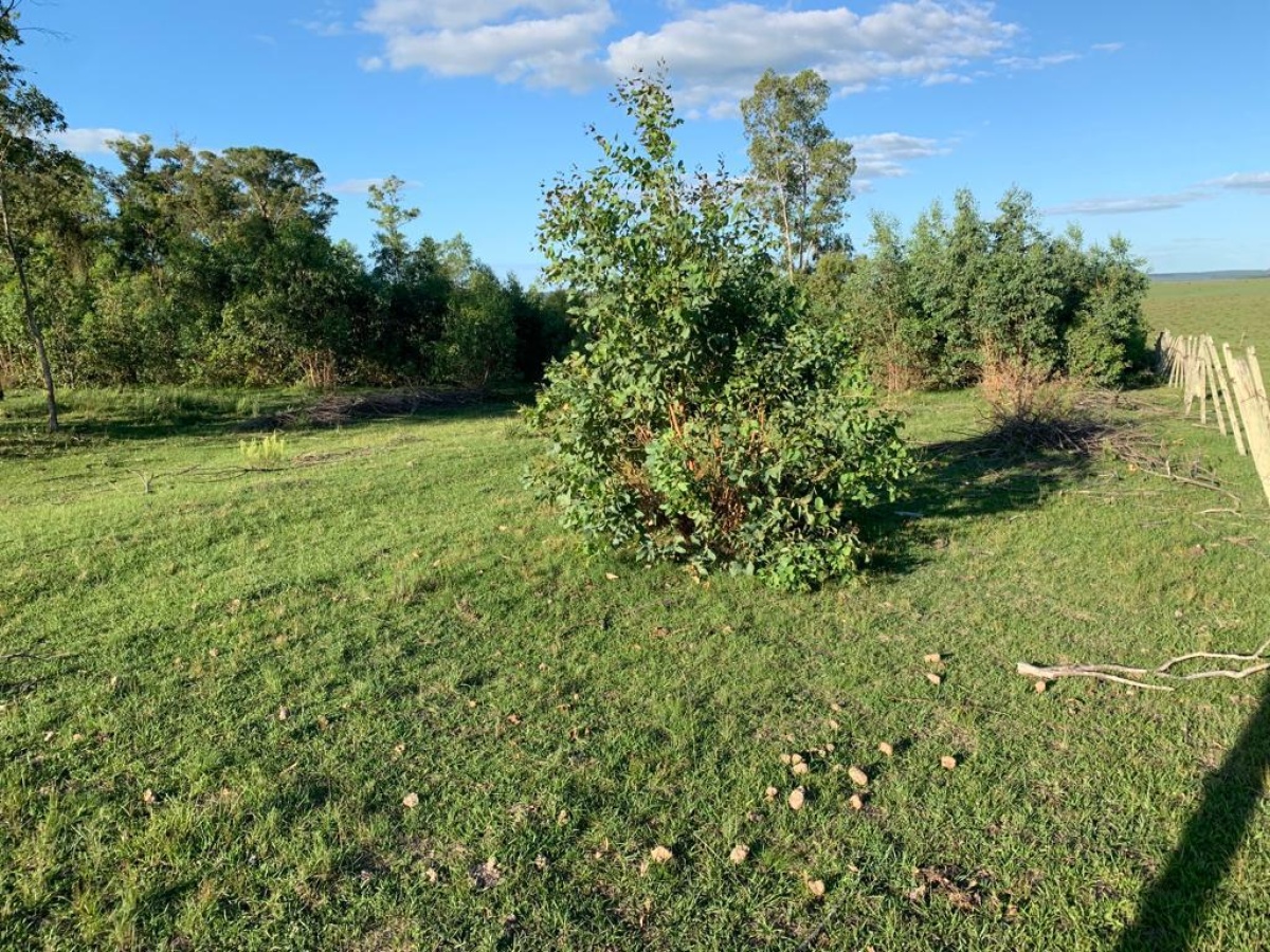 Tacuarembó, 0 , 0 ,0,Chacra,En venta,0,1973