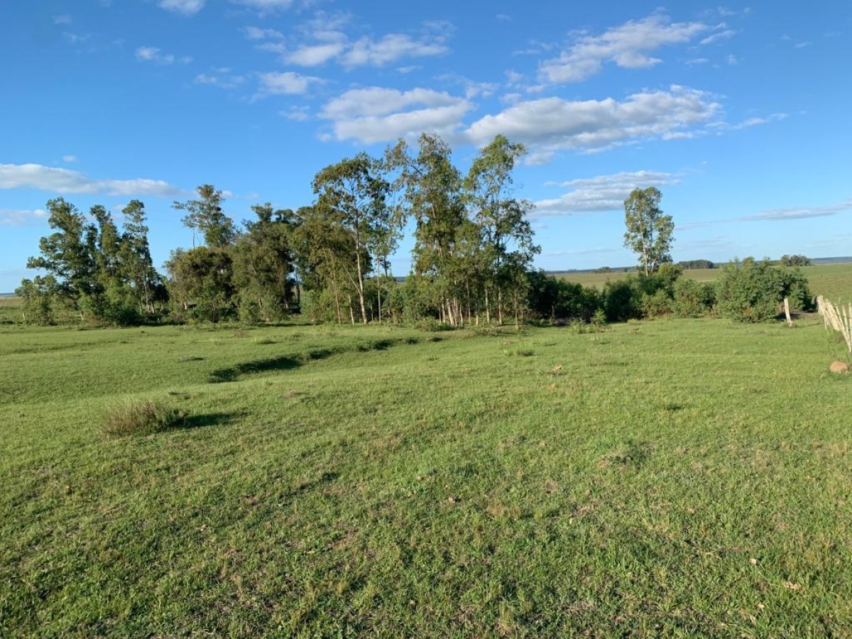 Tacuarembó, 0 , 0 ,0,Chacra,En venta,0,1973