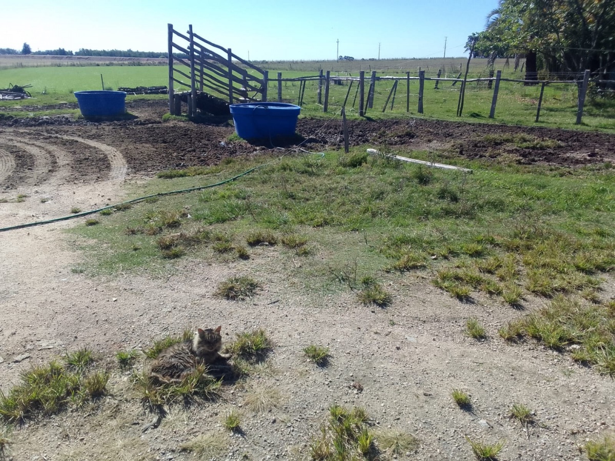 Ruta 5, Durazno, ,Chacra,En venta,Ruta 5,1746